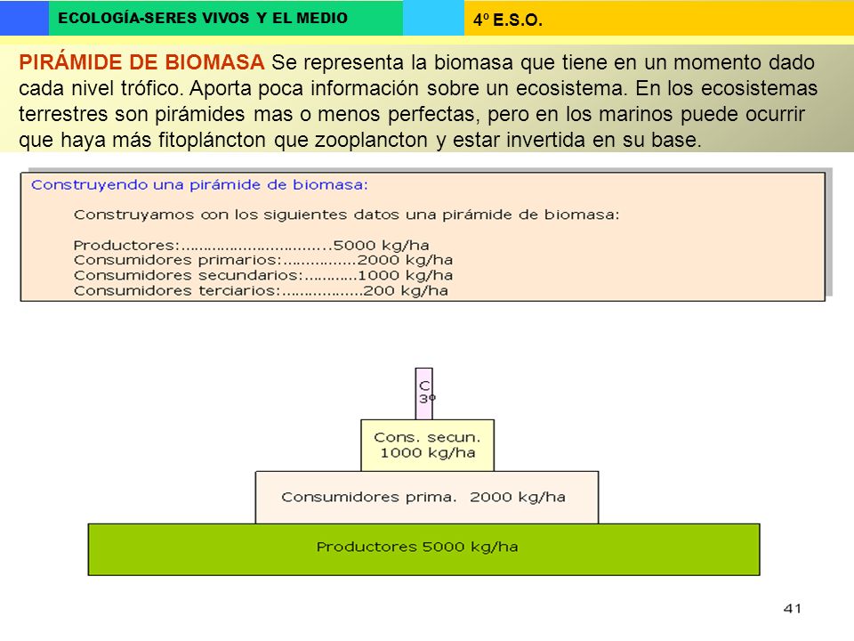 PIRÁMIDE DE BIOMASA Se representa la biomasa que tiene en un momento dado cada nivel trófico.