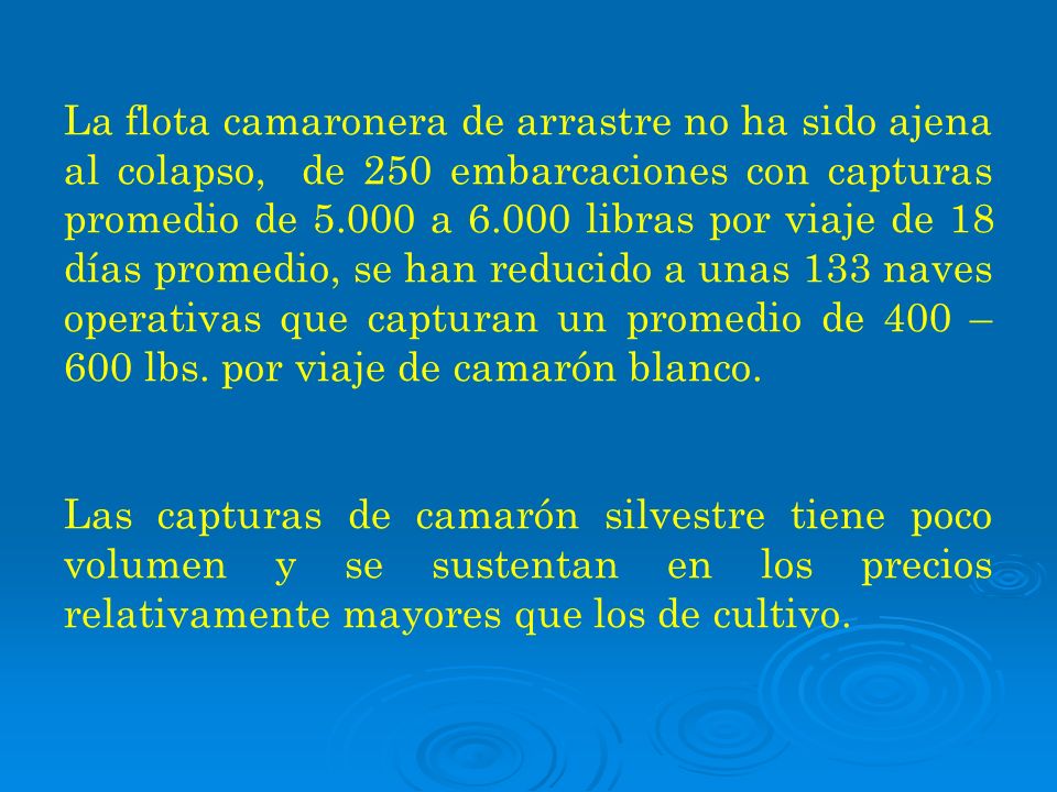 La flota camaronera de arrastre no ha sido ajena al colapso, de 250 embarcaciones con capturas promedio de a libras por viaje de 18 días promedio, se han reducido a unas 133 naves operativas que capturan un promedio de 400 – 600 lbs. por viaje de camarón blanco.