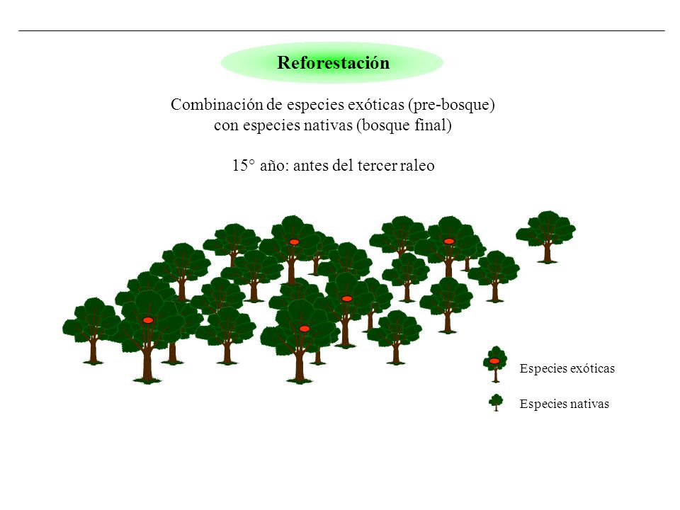 Reforestación Combinación de especies exóticas (pre-bosque)