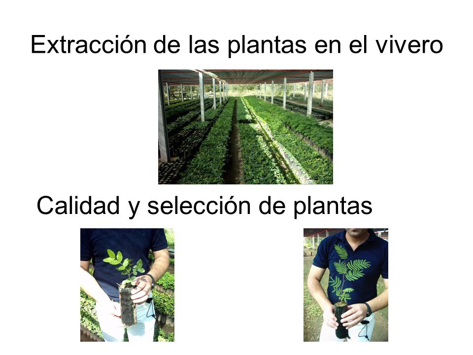 Extracción de las plantas en el vivero