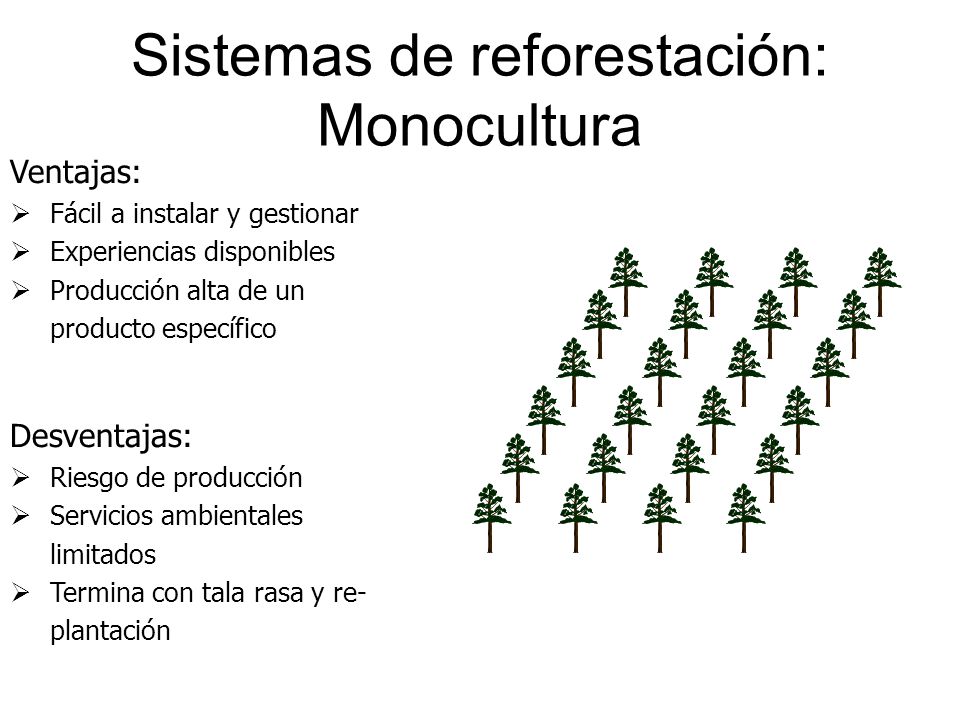 Sistemas de reforestación: Monocultura