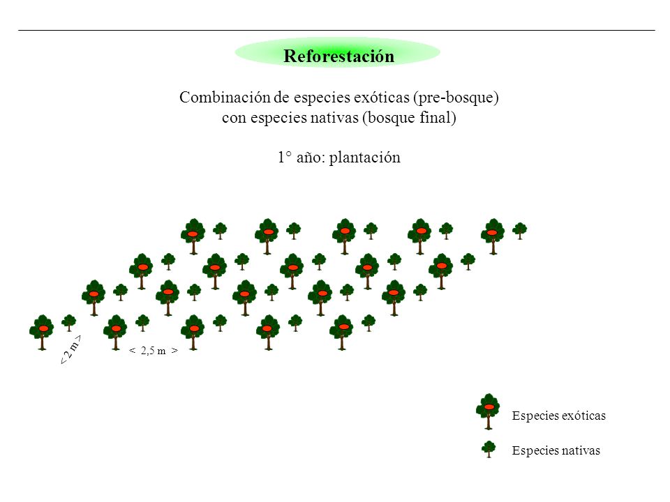 Reforestación Combinación de especies exóticas (pre-bosque)