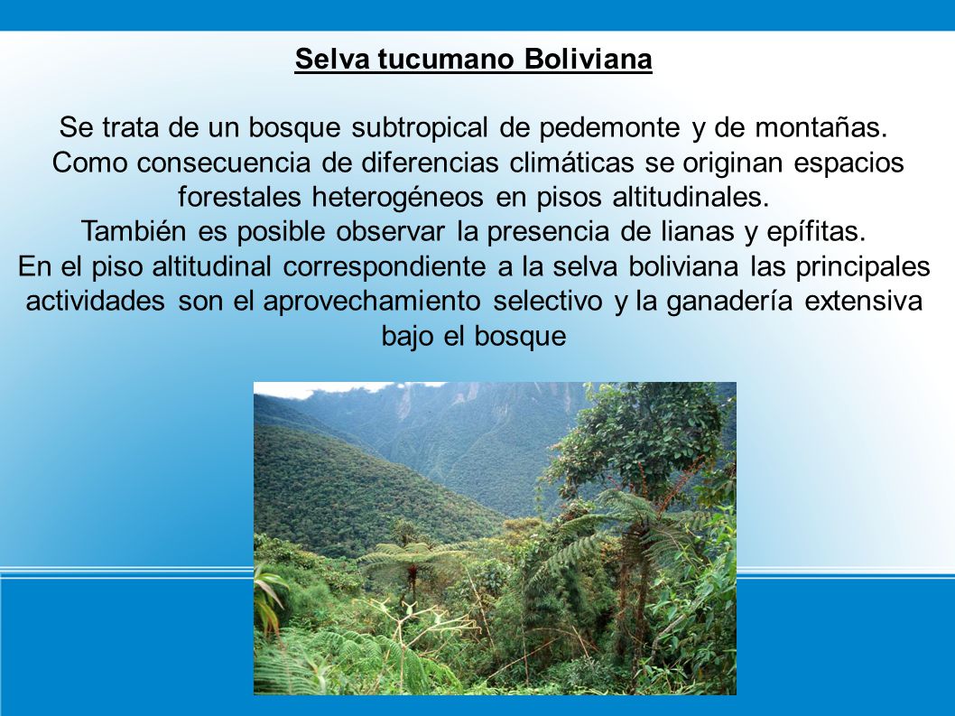 Selva tucumano Boliviana