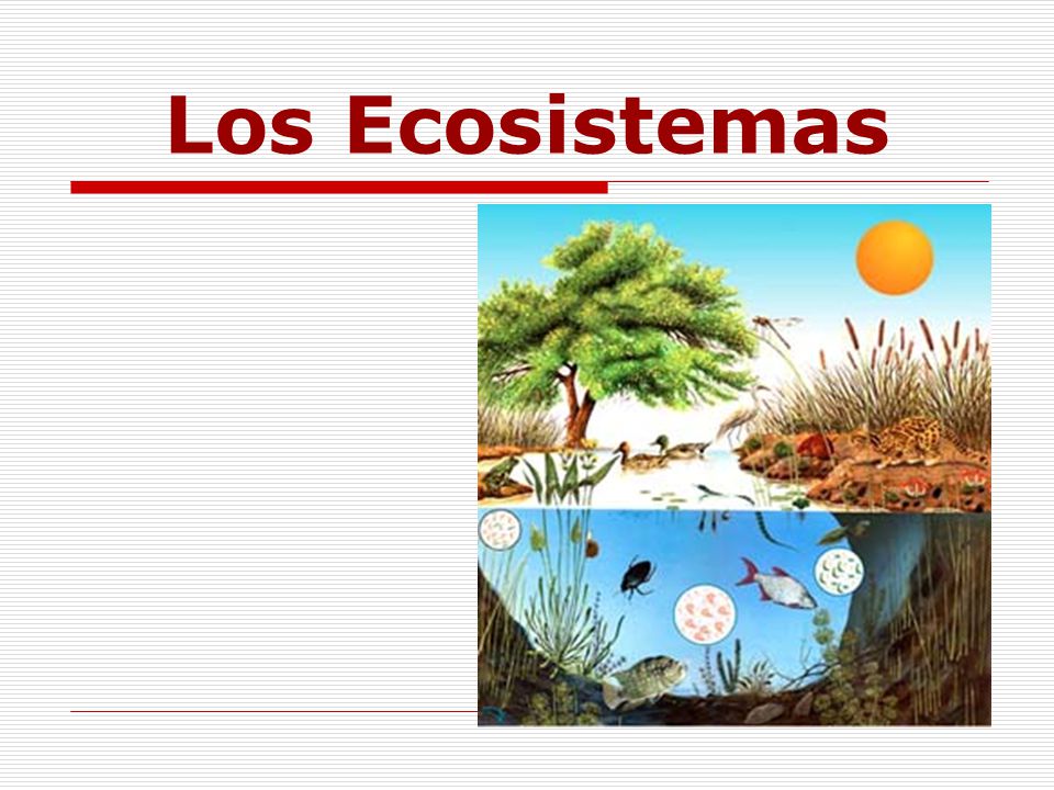 Los Ecosistemas