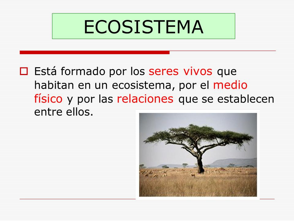 ECOSISTEMA Está formado por los seres vivos que habitan en un ecosistema, por el medio físico y por las relaciones que se establecen entre ellos.