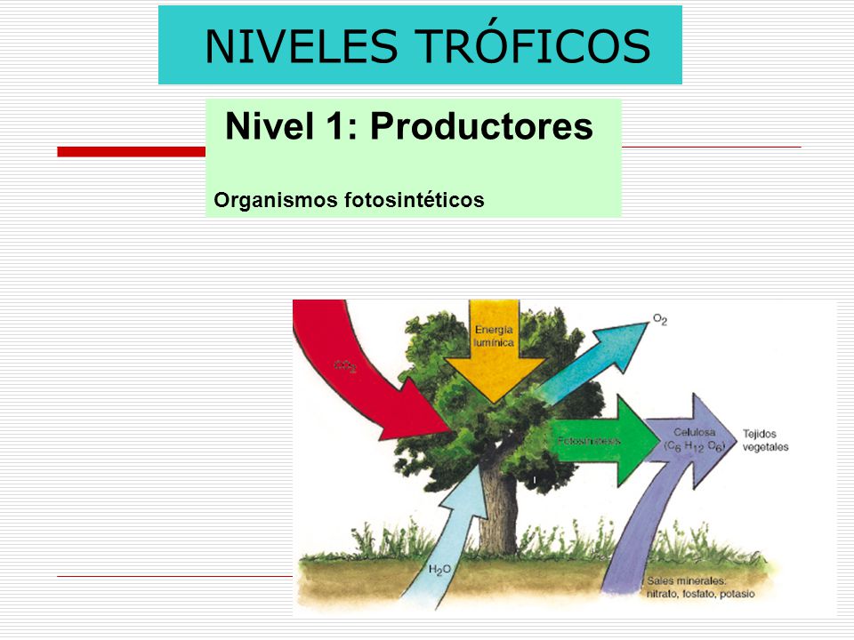 NIVELES TRÓFICOS Nivel 1: Productores Organismos fotosintéticos