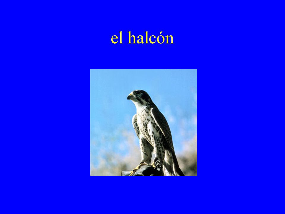 el halcón