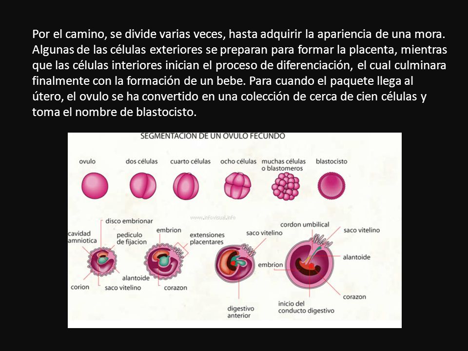 Por el camino, se divide varias veces, hasta adquirir la apariencia de una mora.