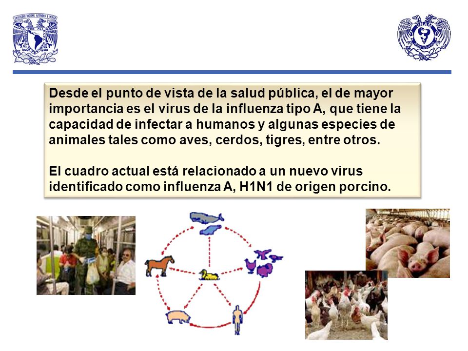 Desde el punto de vista de la salud pública, el de mayor importancia es el virus de la influenza tipo A, que tiene la capacidad de infectar a humanos y algunas especies de animales tales como aves, cerdos, tigres, entre otros.