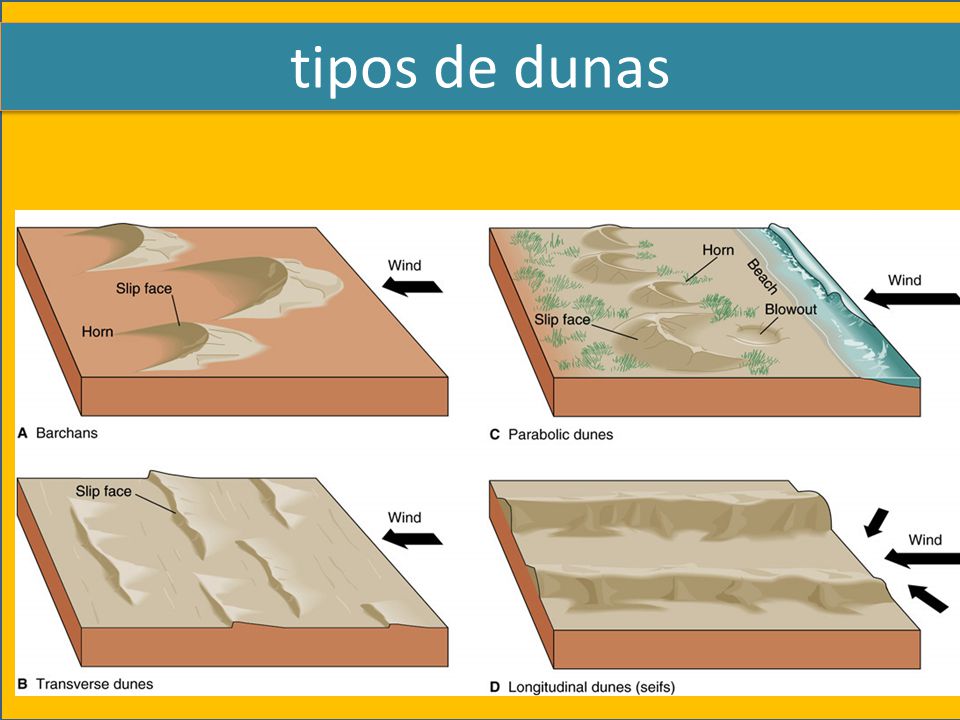 tipos de dunas