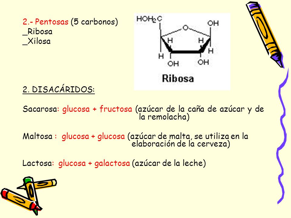 2.- Pentosas (5 carbonos) _Ribosa. _Xilosa. 2. DISACÁRIDOS: Sacarosa: glucosa + fructosa (azúcar de la caña de azúcar y de la remolacha)