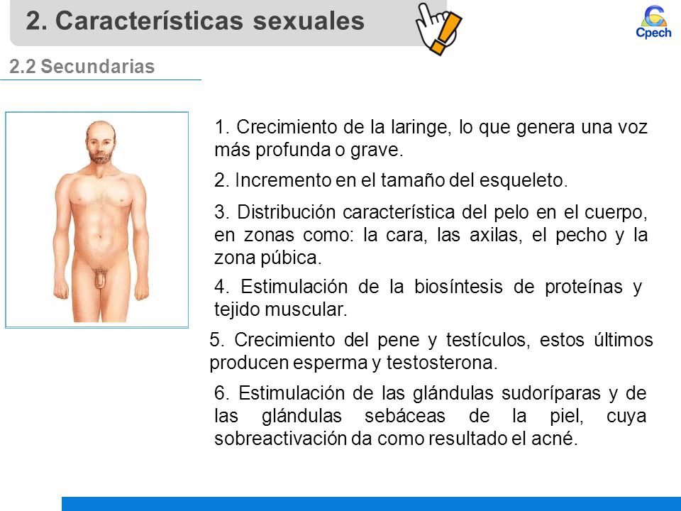 2. Características sexuales