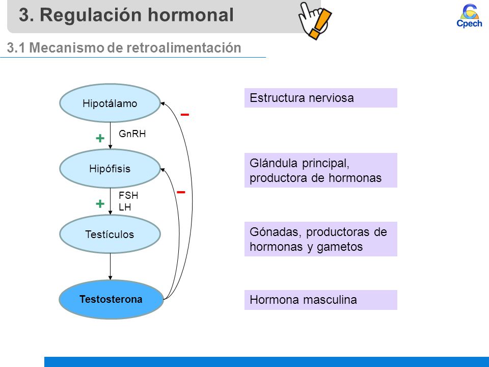 3. Regulación hormonal + − 3.1 Mecanismo de retroalimentación