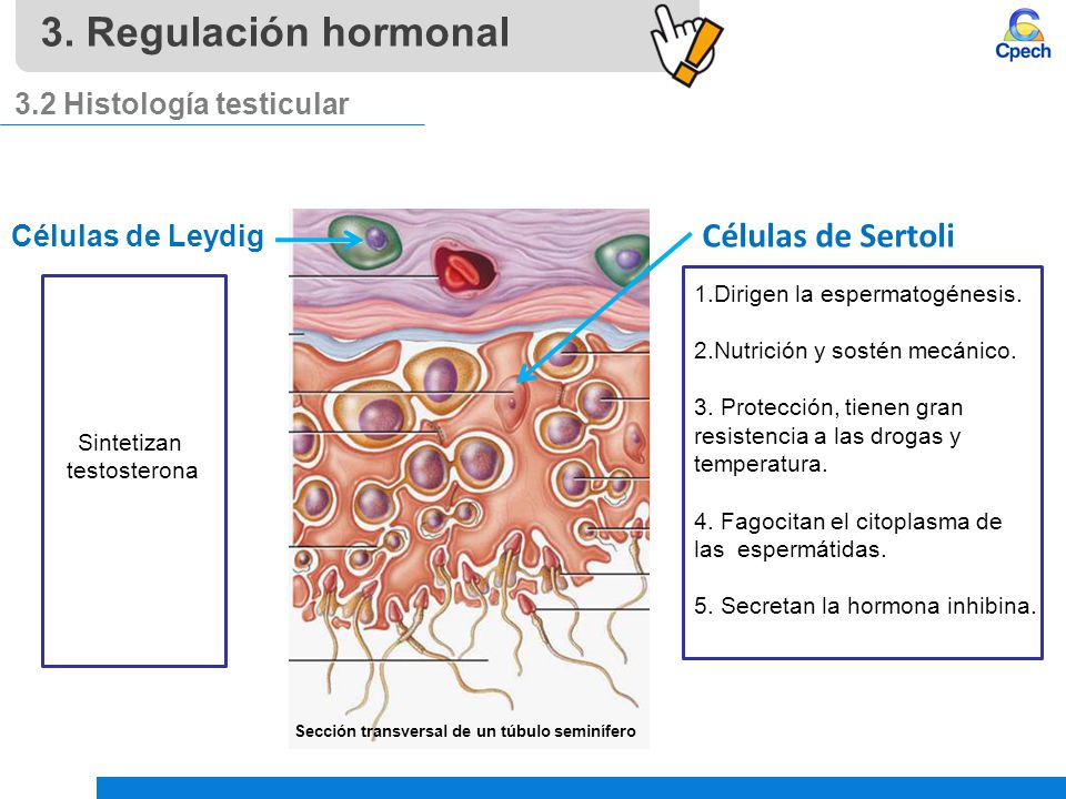3. Regulación hormonal 3.2 Histología testicular Células de Sertoli