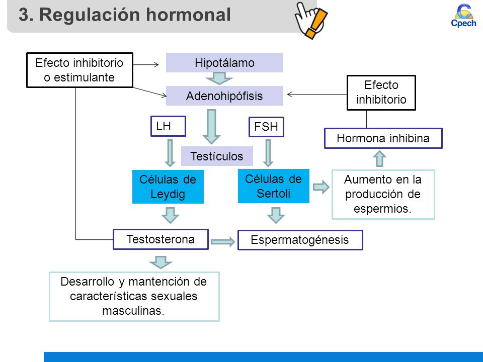 3. Regulación hormonal Efecto inhibitorio o estimulante Hipotálamo