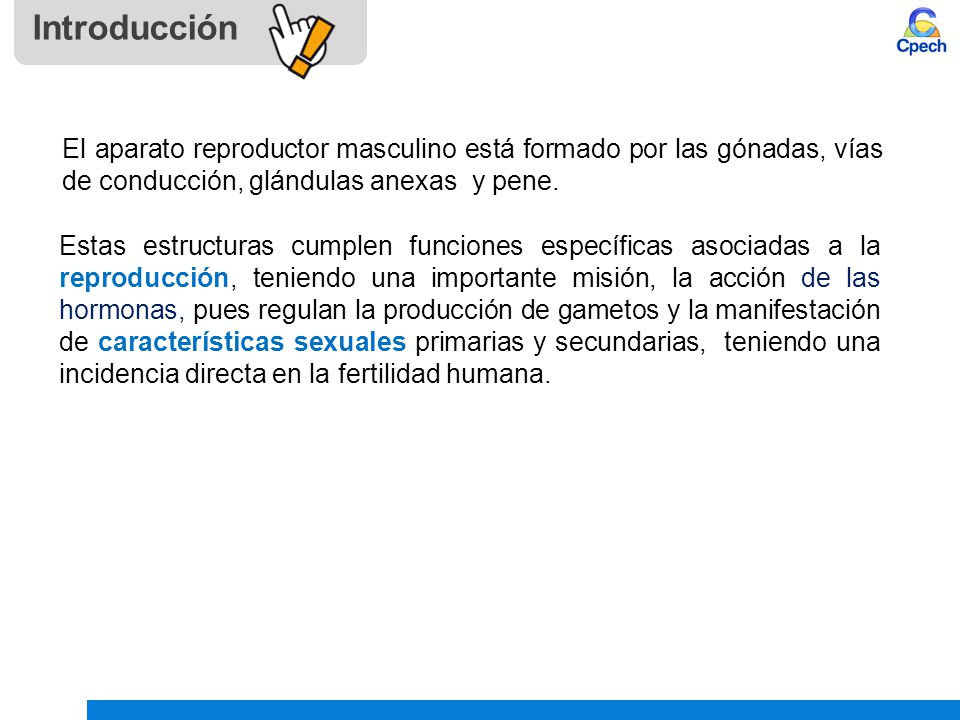 Introducción El aparato reproductor masculino está formado por las gónadas, vías de conducción, glándulas anexas y pene.