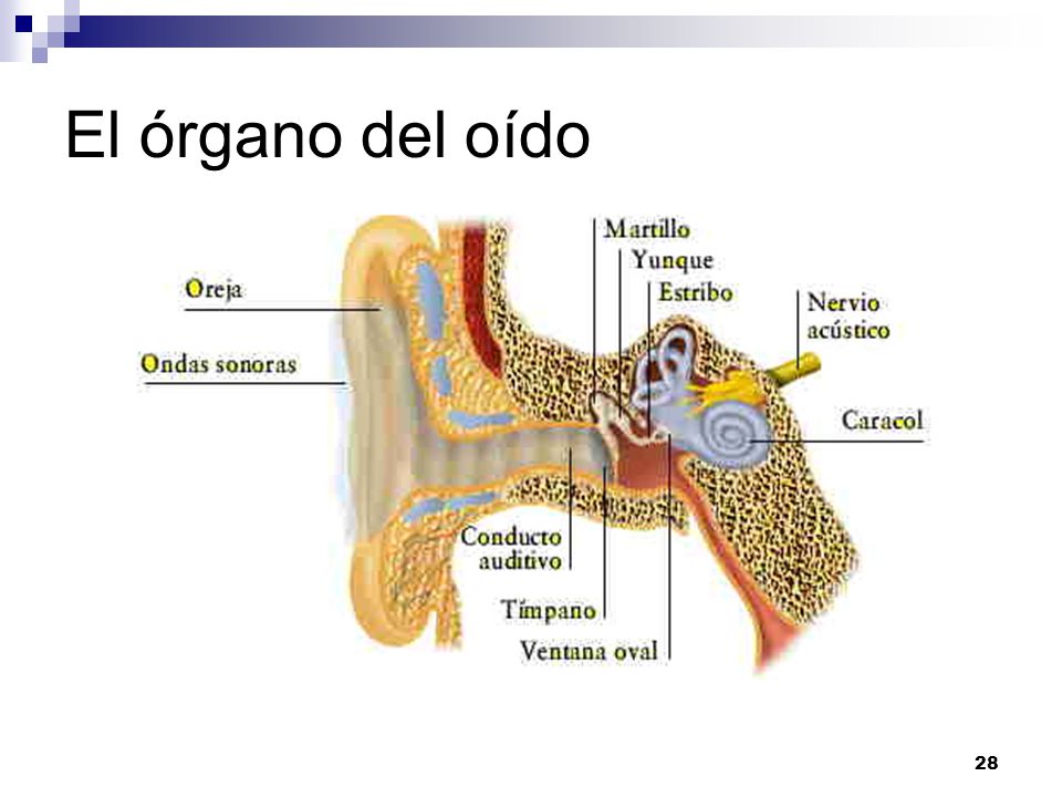 El órgano del oído