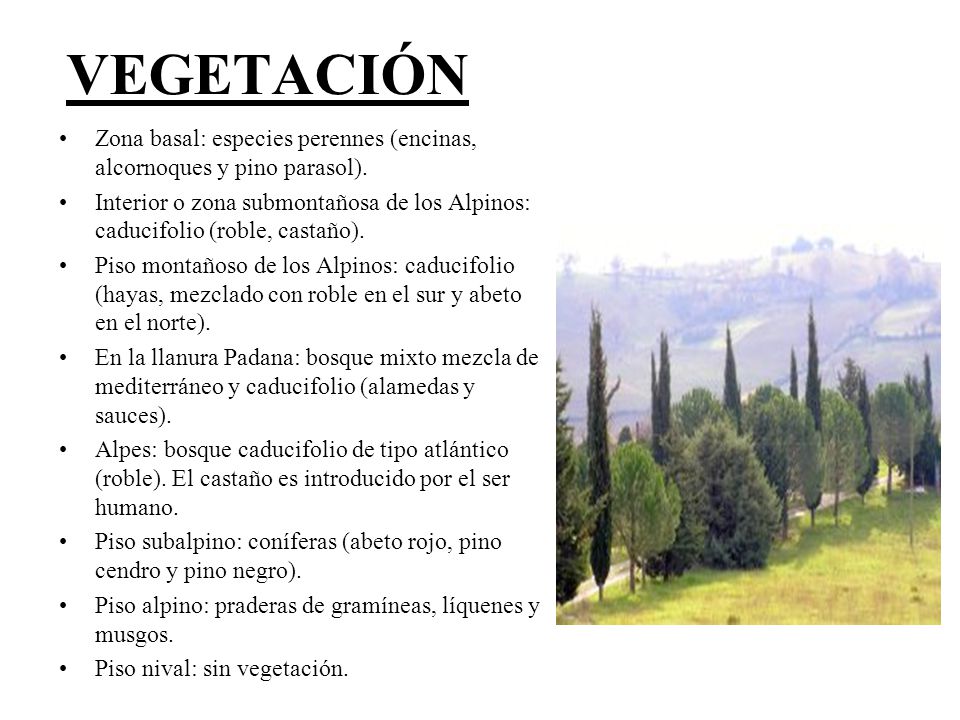 VEGETACIÓN Zona basal: especies perennes (encinas, alcornoques y pino parasol).
