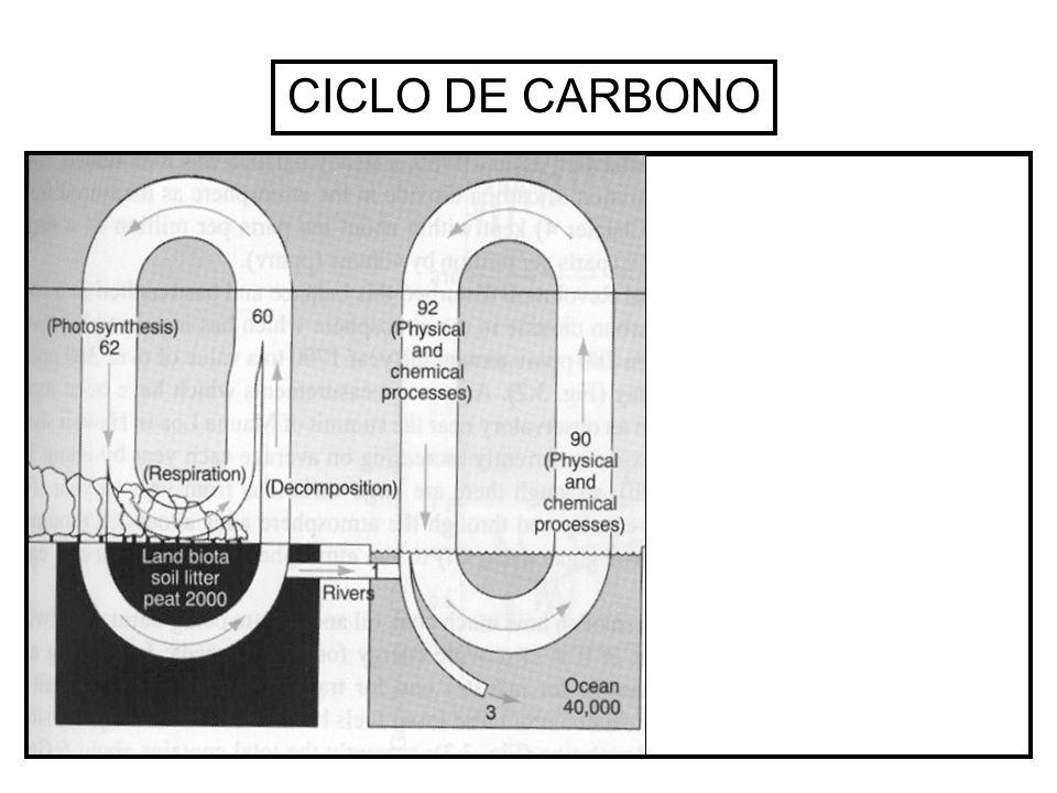 CICLO DE CARBONO 785 (2000)
