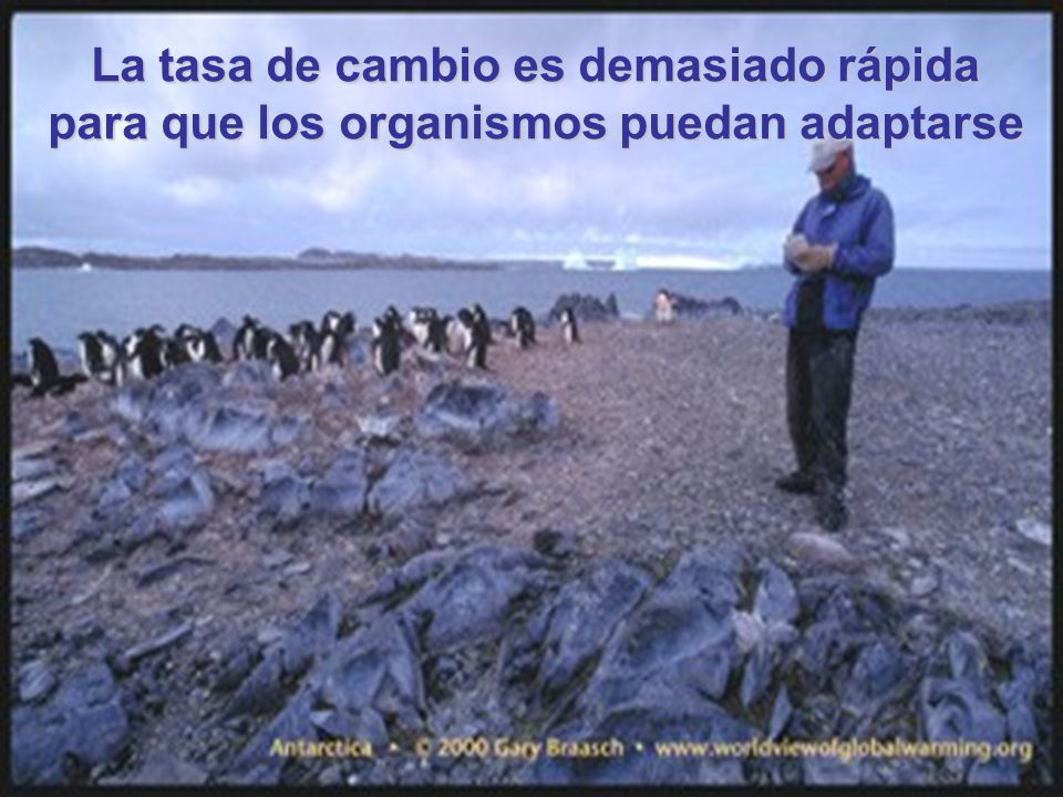 La tasa de cambio es demasiado rápida para que los organismos puedan adaptarse