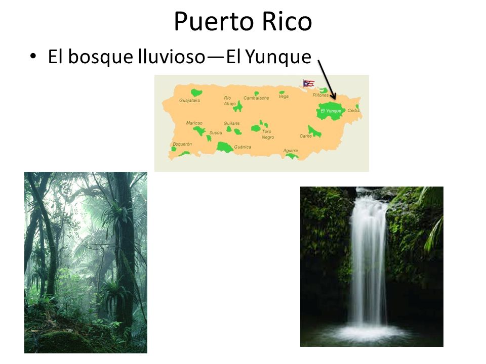 Puerto Rico El bosque lluvioso—El Yunque