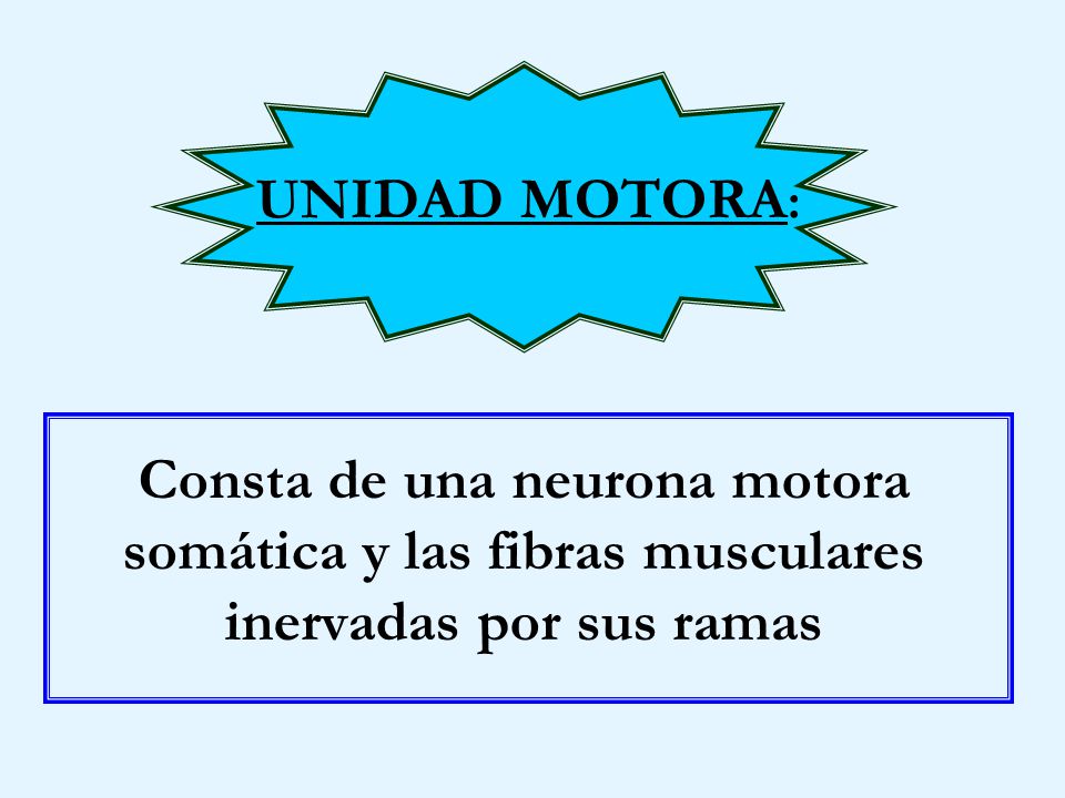 UNIDAD MOTORA: Consta de una neurona motora somática y las fibras musculares inervadas por sus ramas.