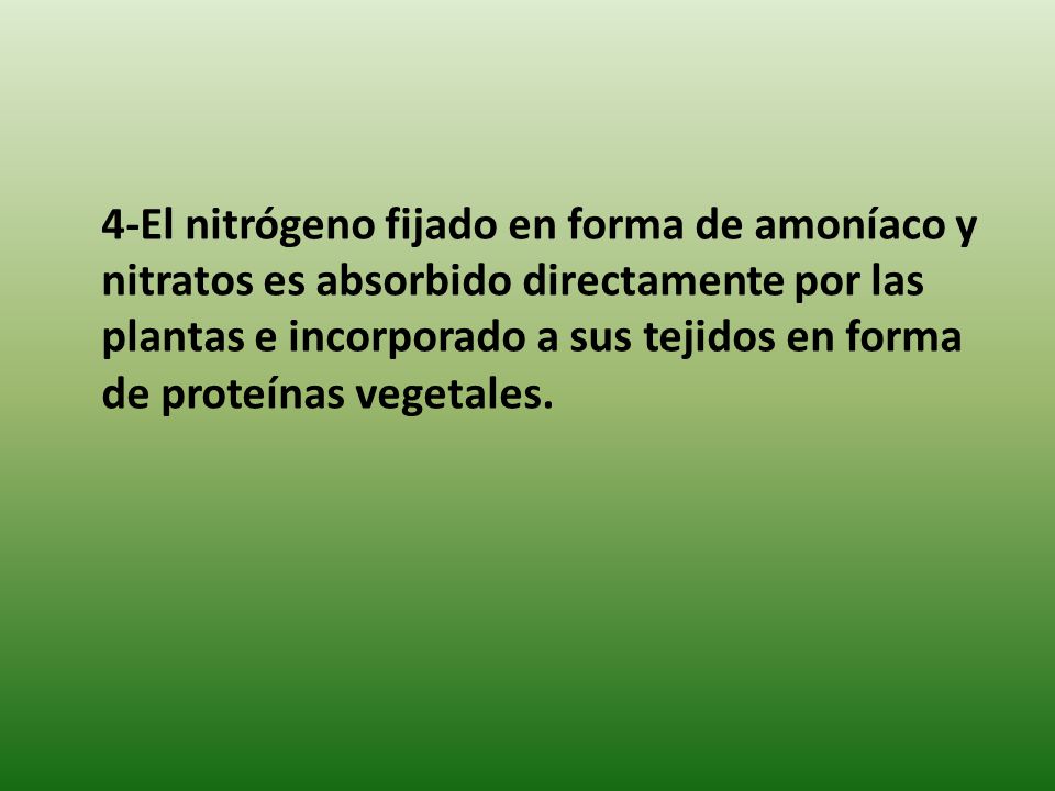 4-El nitrógeno fijado en forma de amoníaco y nitratos es absorbido directamente por las plantas e incorporado a sus tejidos en forma de proteínas vegetales.