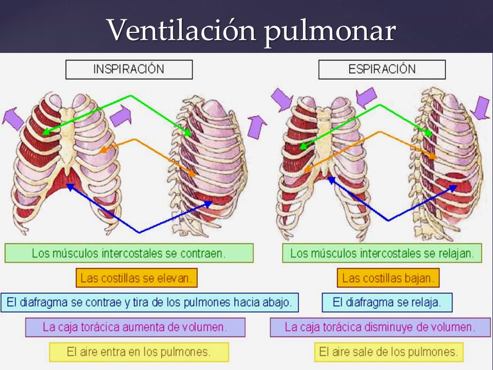 Ventilación pulmonar