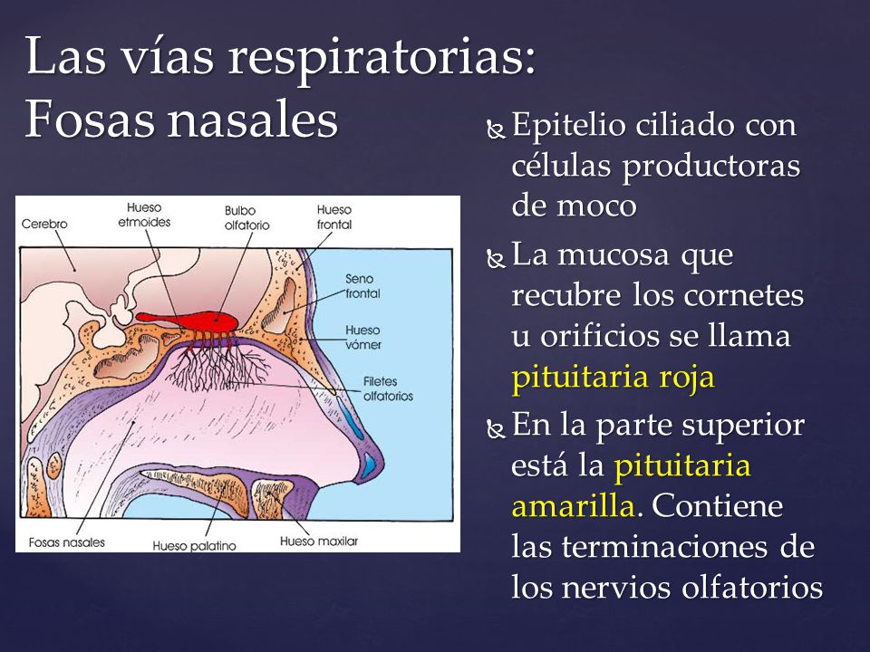 Las vías respiratorias: Fosas nasales