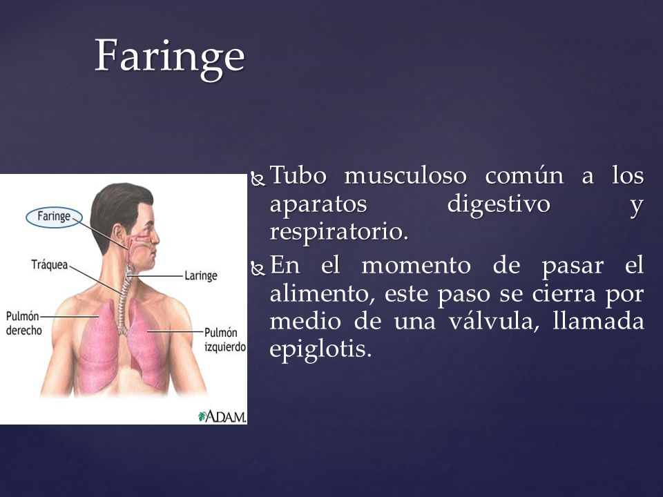 Faringe Tubo musculoso común a los aparatos digestivo y respiratorio.