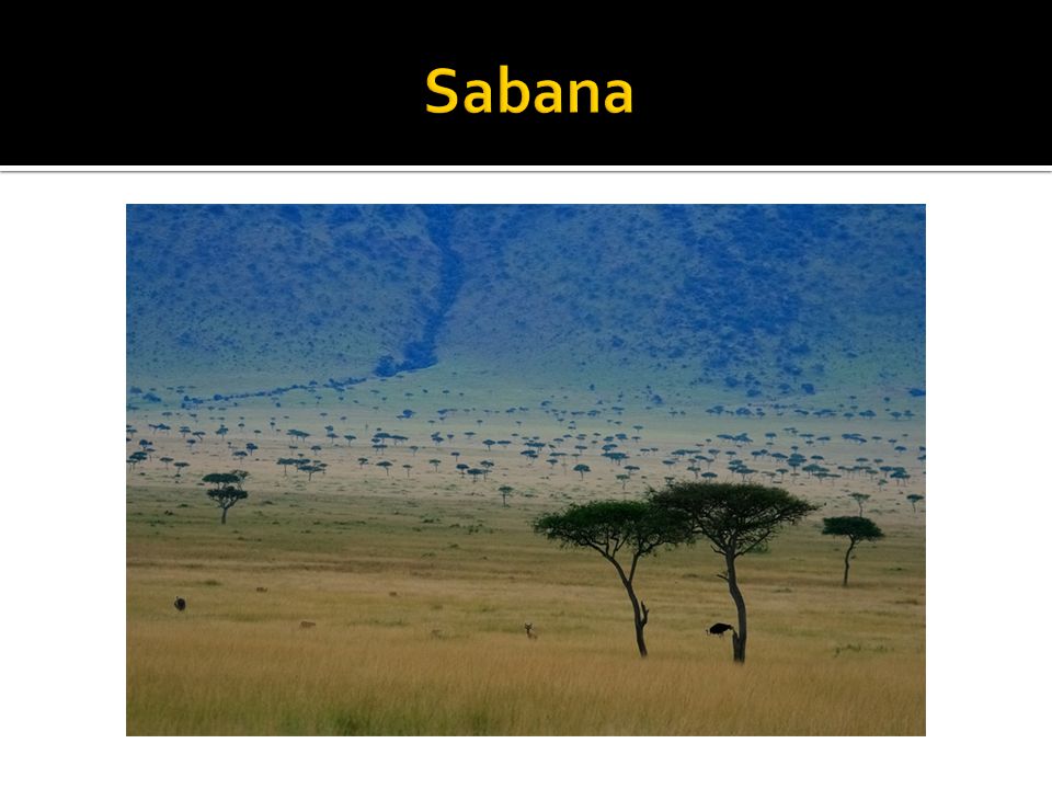 Sabana