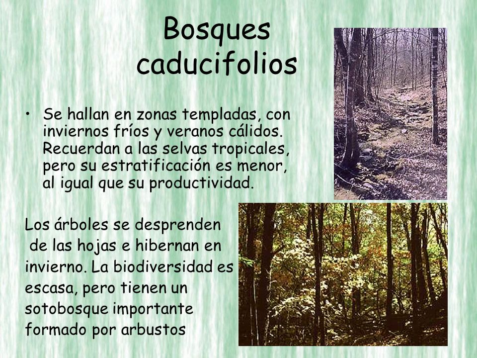 Bosques caducifolios