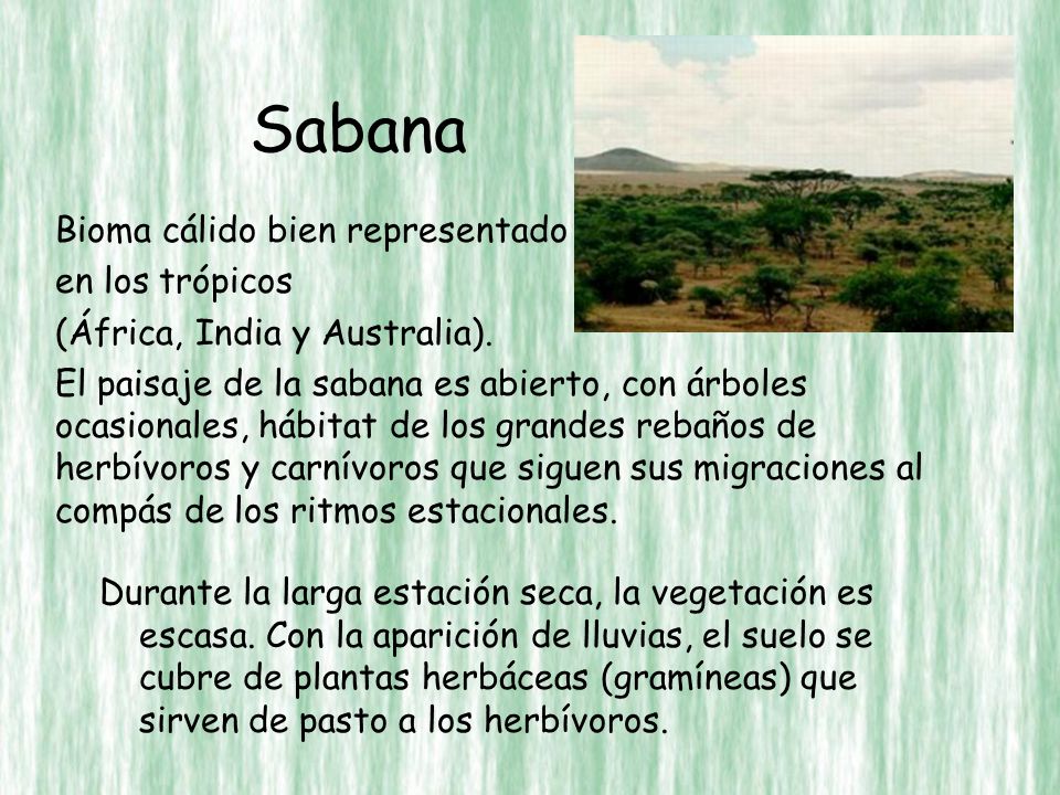 Sabana Bioma cálido bien representado en los trópicos