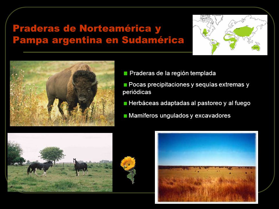 Praderas de Norteamérica y Pampa argentina en Sudamérica