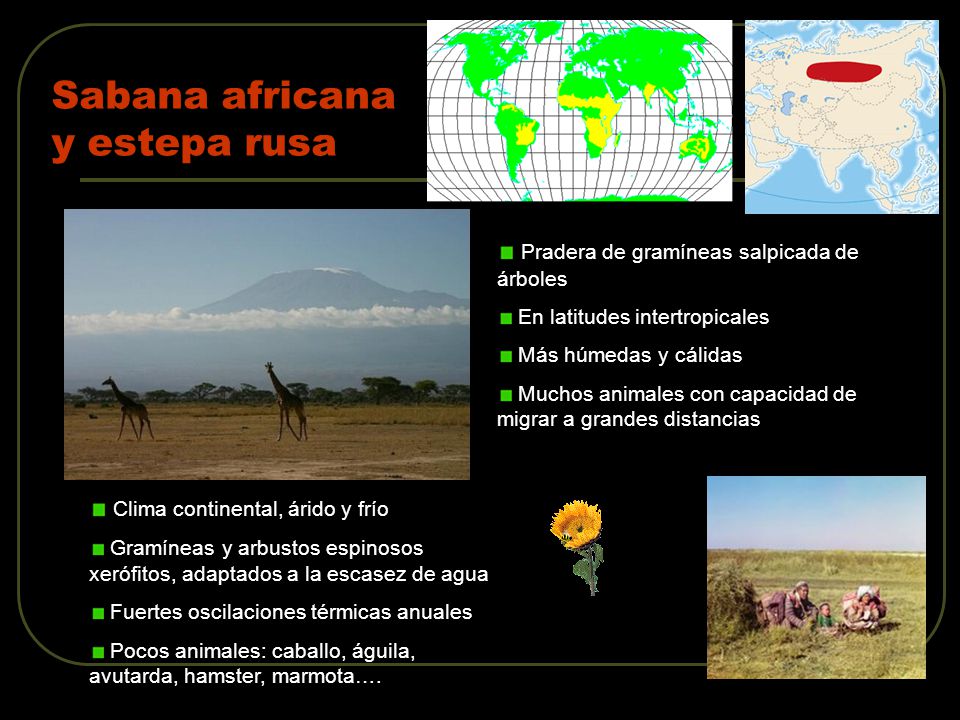 Sabana africana y estepa rusa