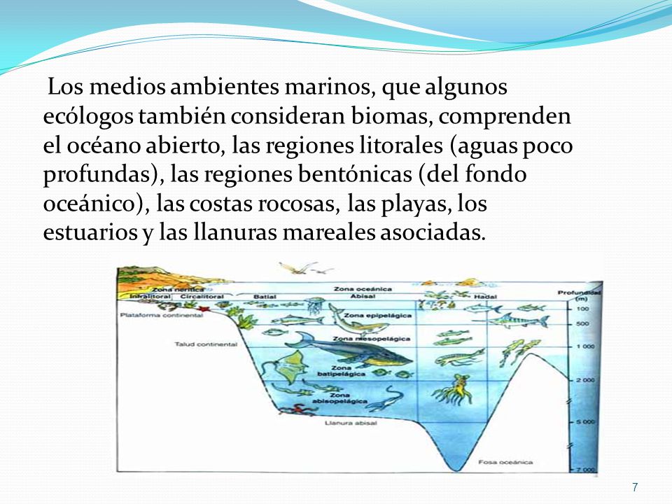 Los medios ambientes marinos, que algunos ecólogos también consideran biomas, comprenden el océano abierto, las regiones litorales (aguas poco profundas), las regiones bentónicas (del fondo oceánico), las costas rocosas, las playas, los estuarios y las llanuras mareales asociadas.