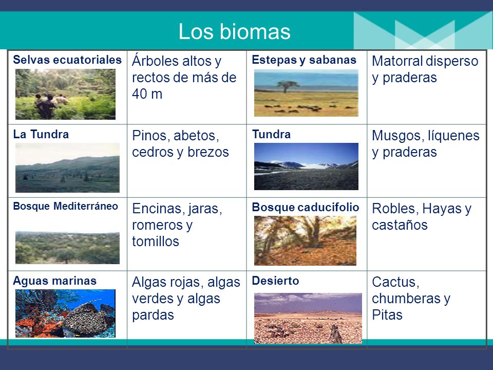 Los biomas Árboles altos y rectos de más de 40 m