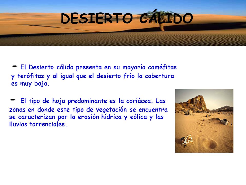 DESIERTO CÁLIDO - El Desierto cálido presenta en su mayoría caméfitas y terófitas y al igual que el desierto frío la cobertura es muy baja.