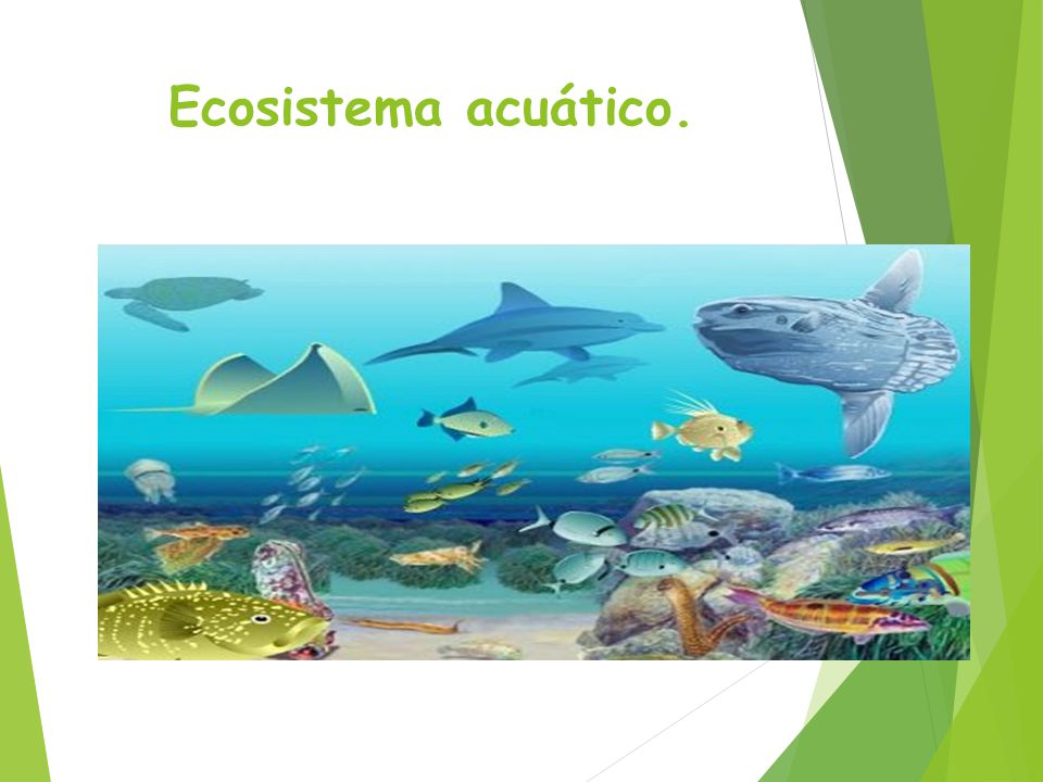 Ecosistema acuático.