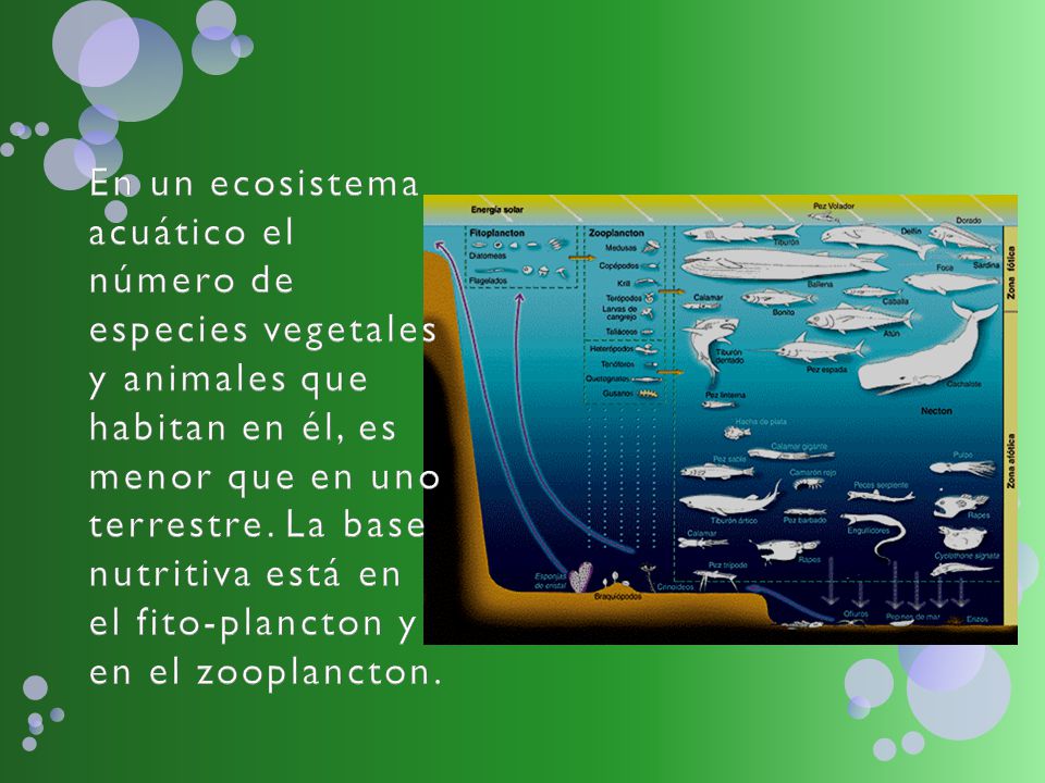 En un ecosistema acuático el número de especies vegetales y animales que habitan en él, es menor que en uno terrestre.