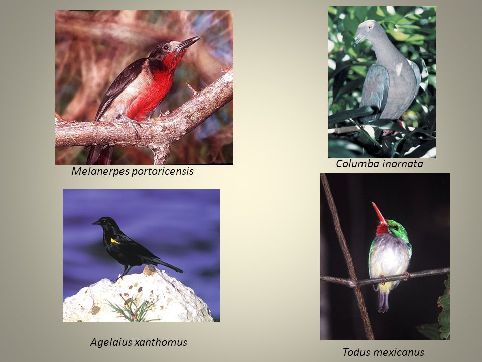 Columba inornata Melanerpes portoricensis Agelaius xanthomus Todus mexicanus