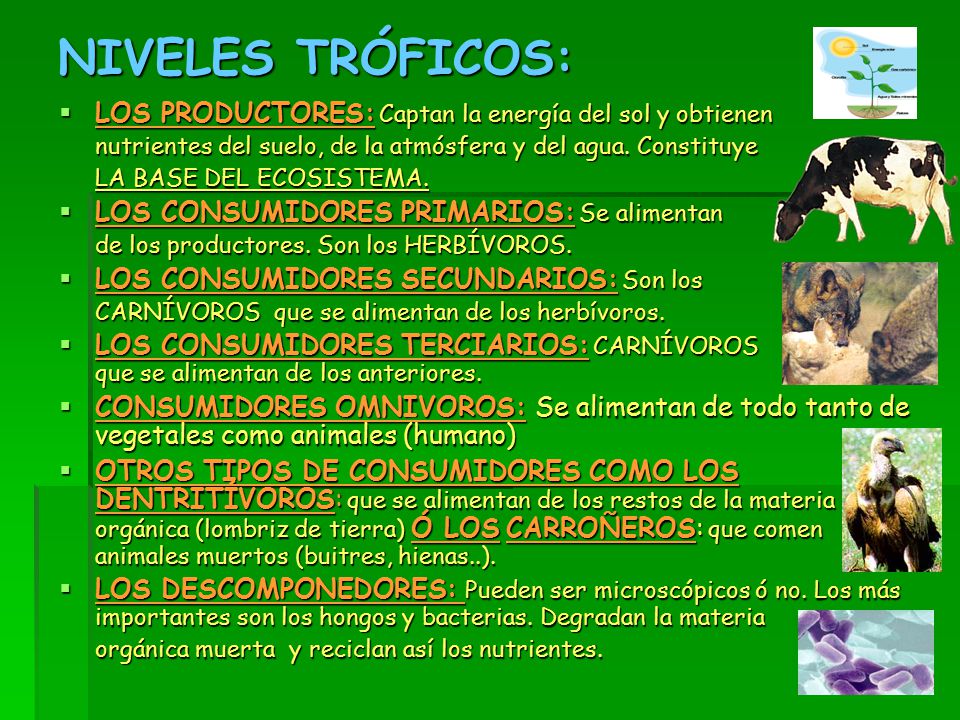 NIVELES TRÓFICOS: LOS PRODUCTORES: Captan la energía del sol y obtienen. nutrientes del suelo, de la atmósfera y del agua. Constituye.