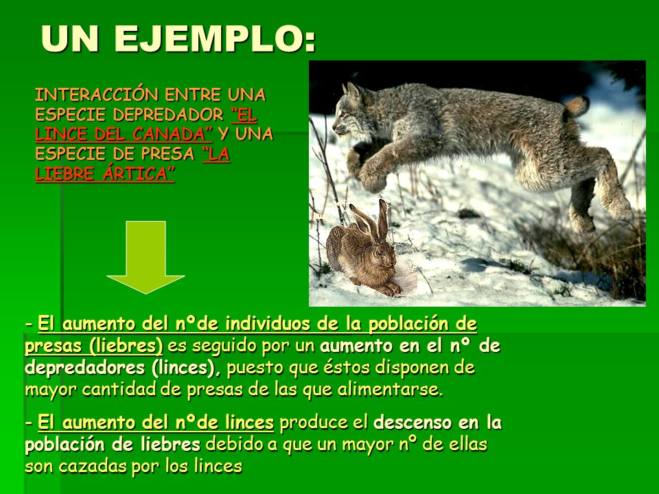 UN EJEMPLO: INTERACCIÓN ENTRE UNA ESPECIE DEPREDADOR EL LINCE DEL CANADA Y UNA ESPECIE DE PRESA LA LIEBRE ÁRTICA