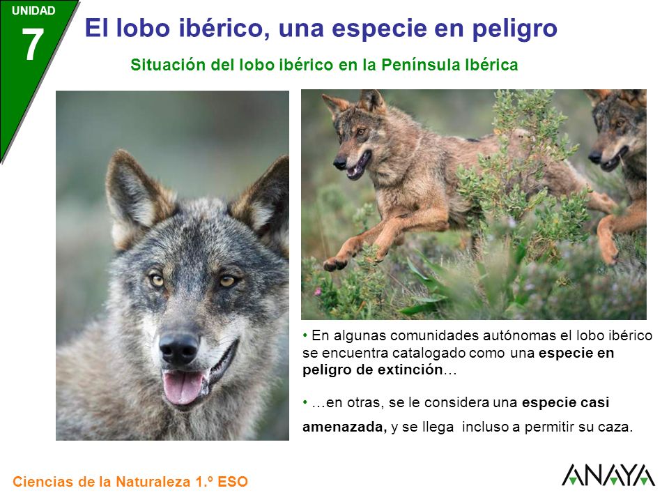 Situación del lobo ibérico en la Península Ibérica