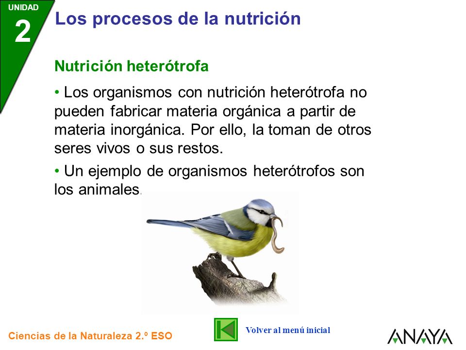 Los procesos de la nutrición