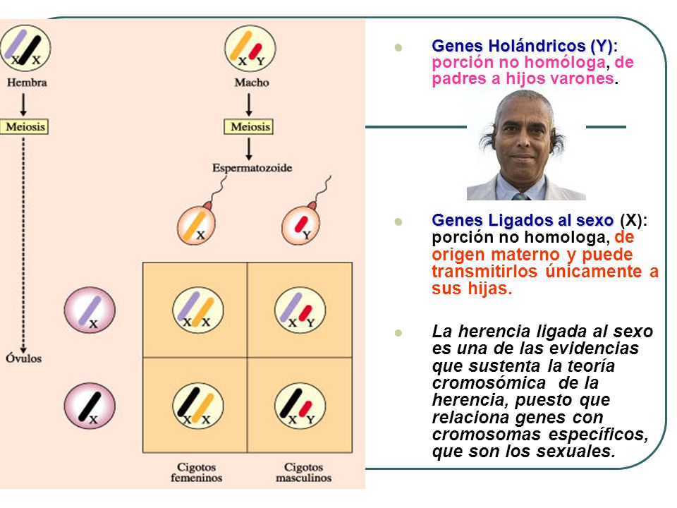 Genes Holándricos (Y): porción no homóloga, de padres a hijos varones.