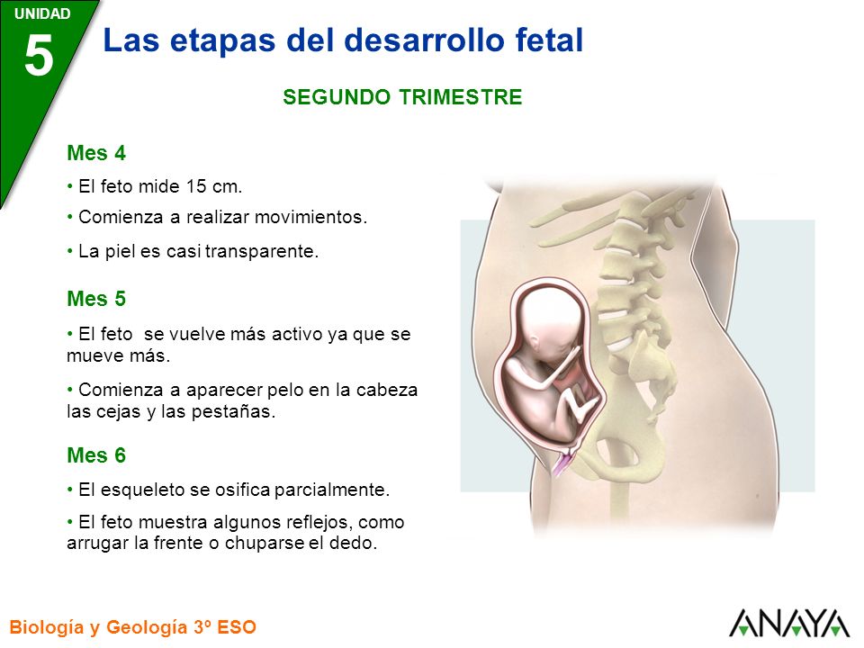 5 Las etapas del desarrollo fetal SEGUNDO TRIMESTRE Mes 4 Mes 5 Mes 6