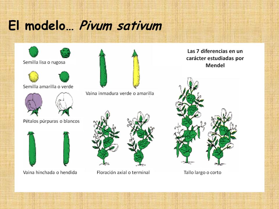 El modelo… Pivum sativum