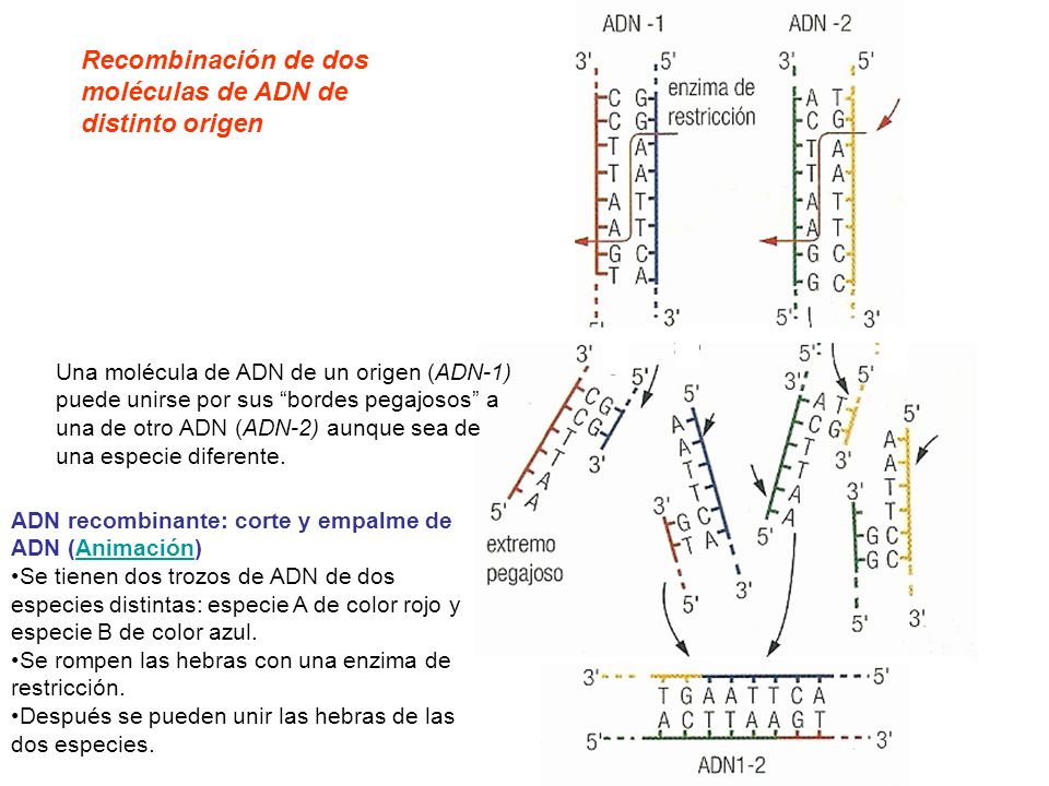 Recombinación de dos moléculas de ADN de distinto origen