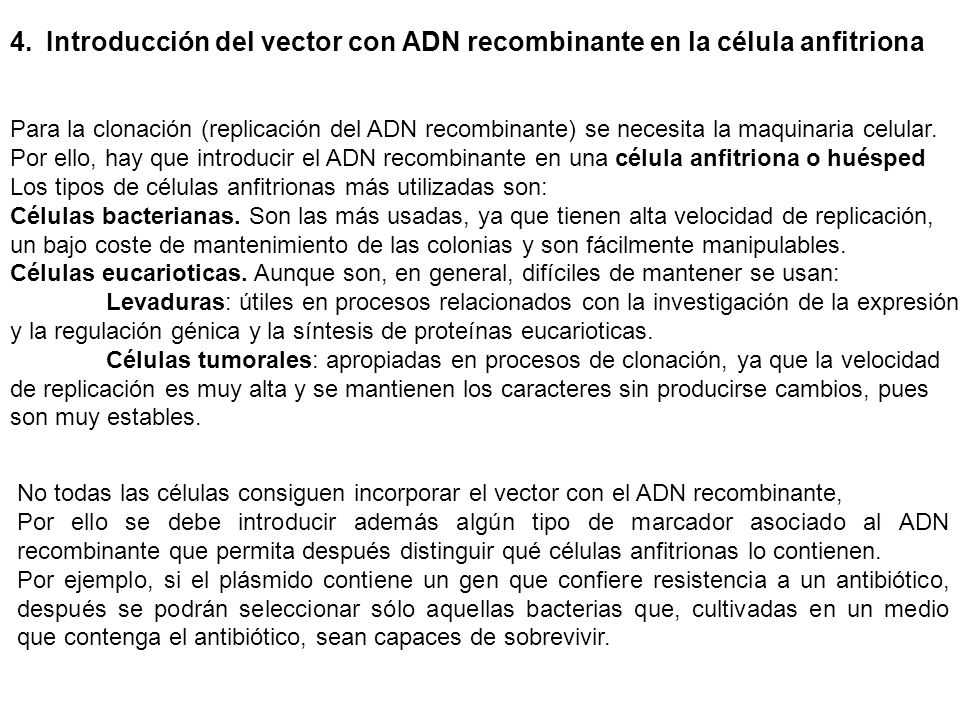Introducción del vector con ADN recombinante en la célula anfitriona